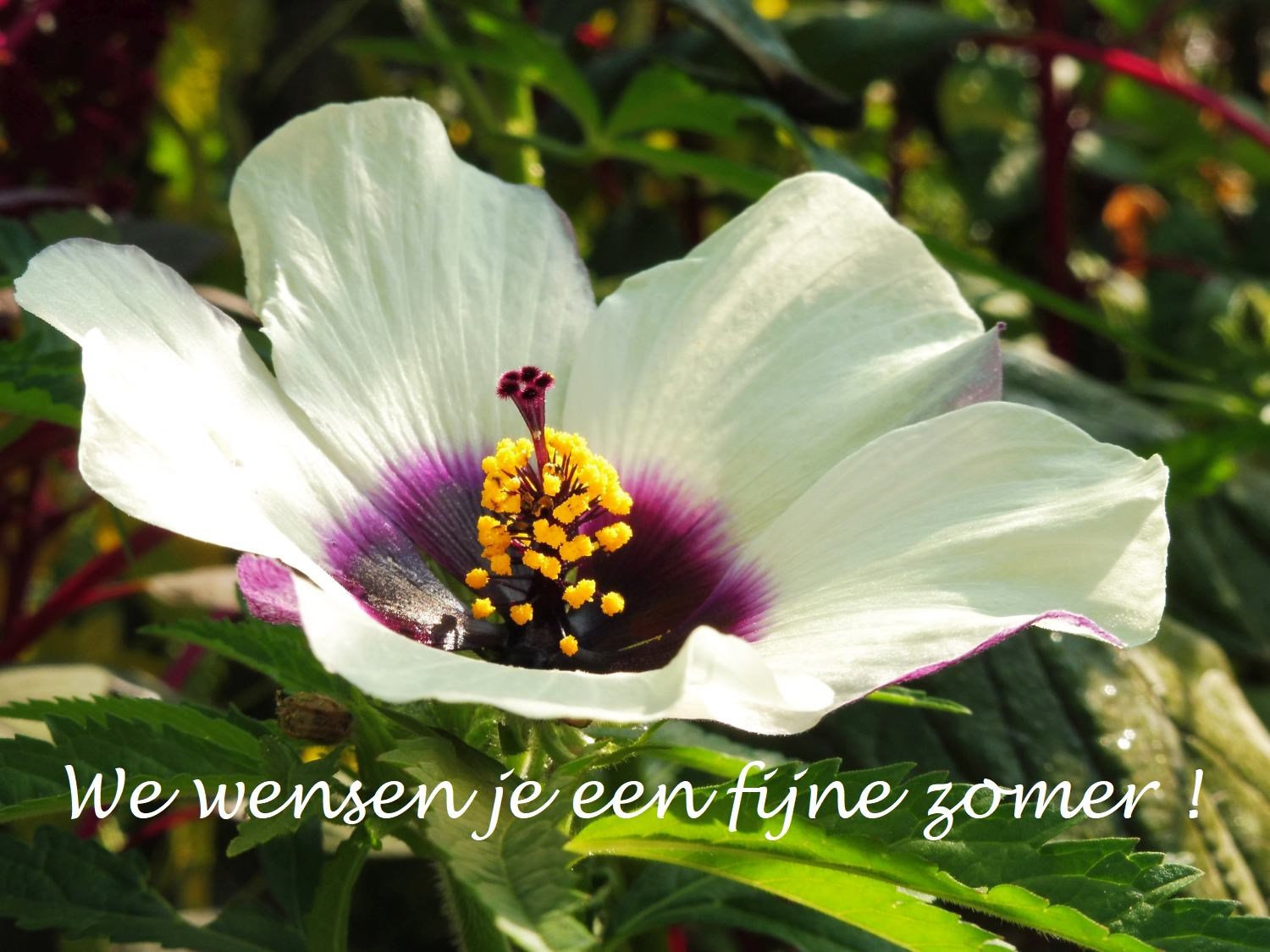 eindfoto juni 2018