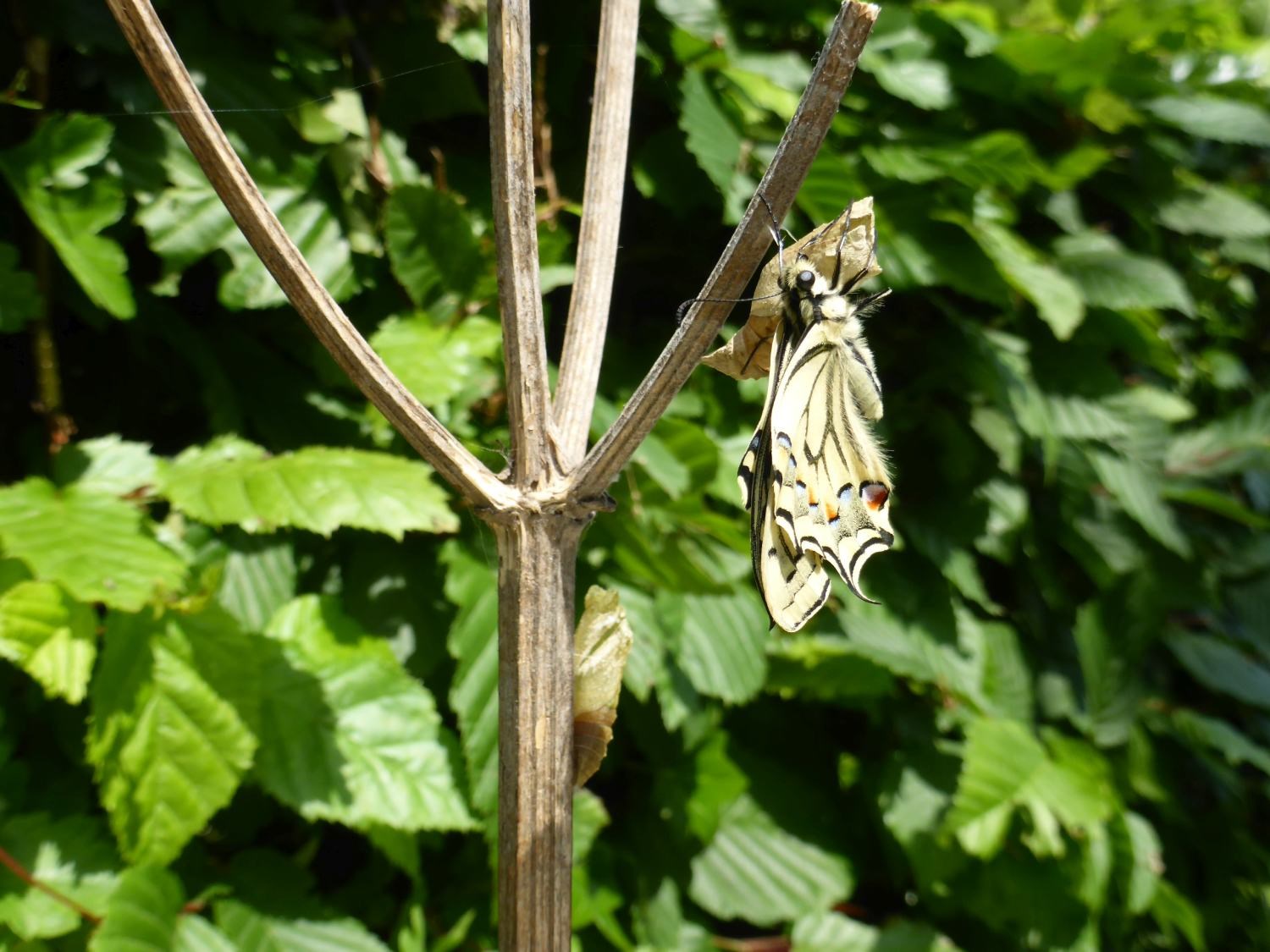 Tuinvriendennieuws Naturentuin 2019-09 (02)