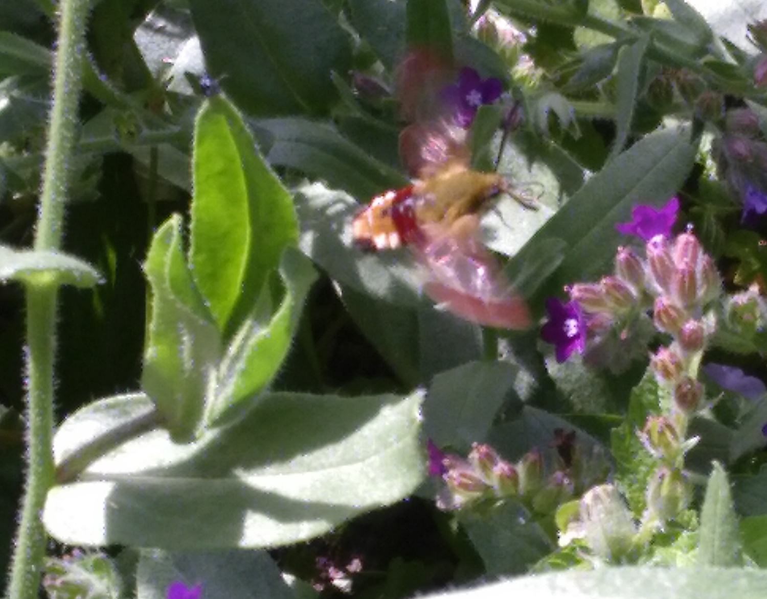 Tuinvriendennieuws dec 2019 (02)