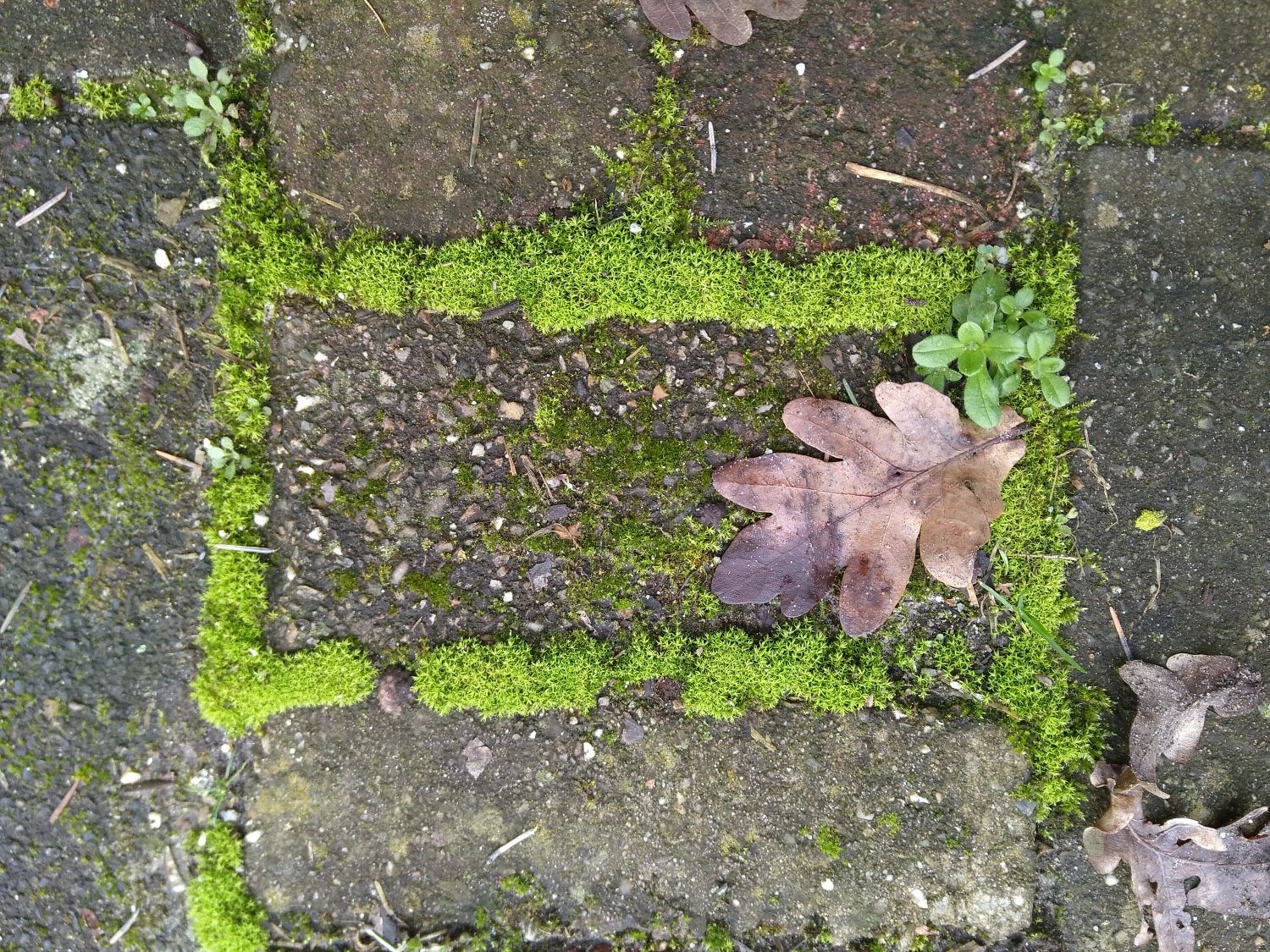 Tuinvriendennieuws Naturentuin 2020-03  (02)