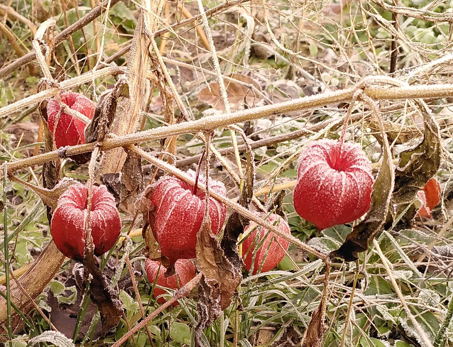 Tuinvriendennieuws 2023-03 (02)