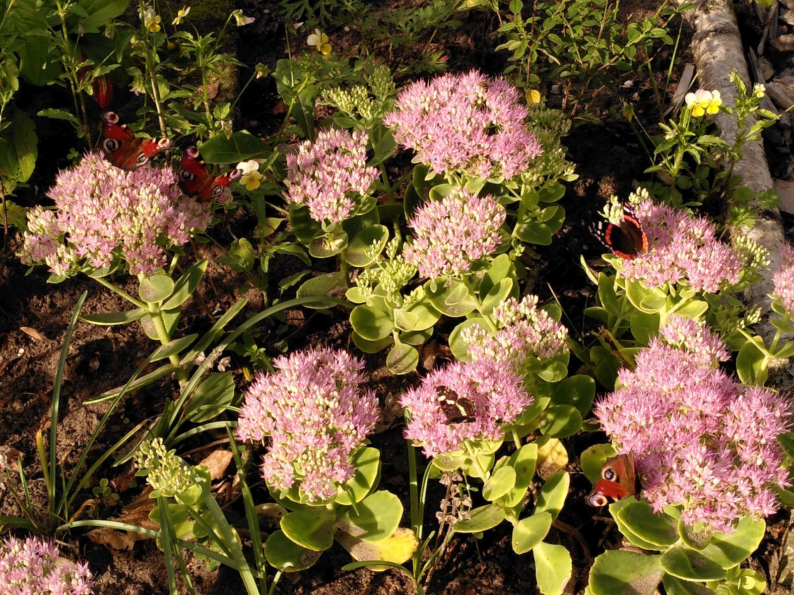 Tuinvrnws 2023-12  (01)